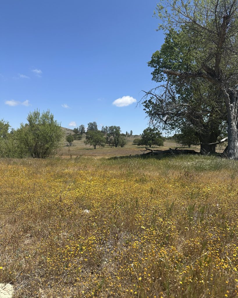 Field of wildflowers under clear sky in Paso Robles — source photography for Found Palettes Vol. 03